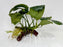 * Plants* Anubias Nana on Spiderwood #112