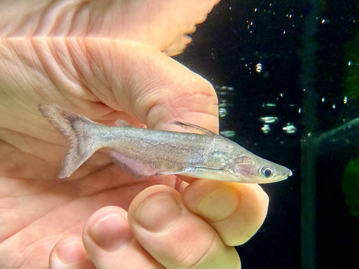 * Catfish * Tympanopleura cf. cryptica (Dusky Dwarf Duck Catfish)