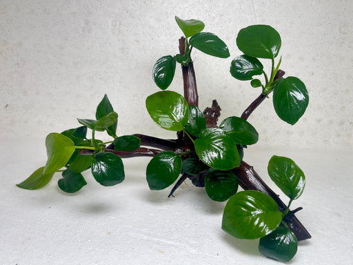 * Plants* Anubias Nana Bonsai #02