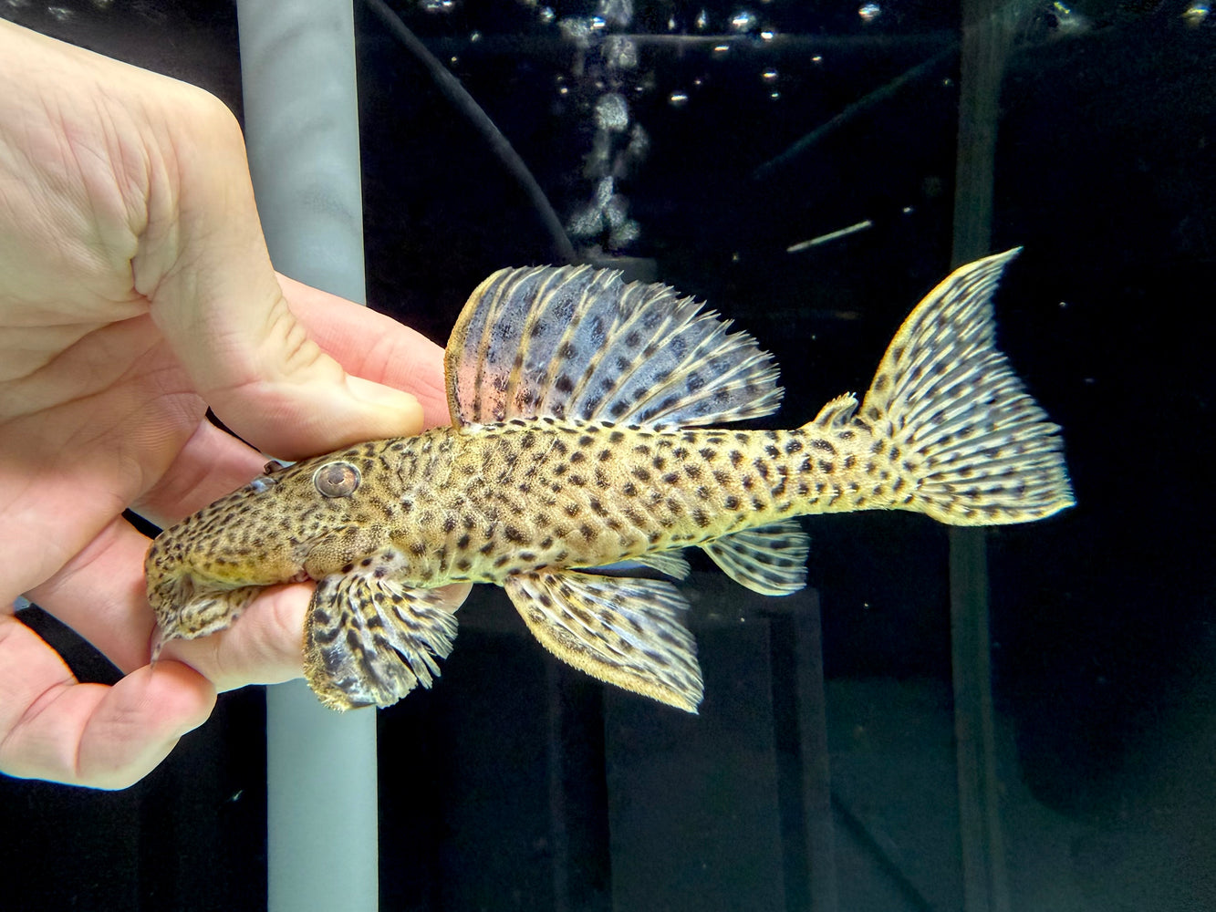 * Pleco *  L172 Golden vampire 16-18cm