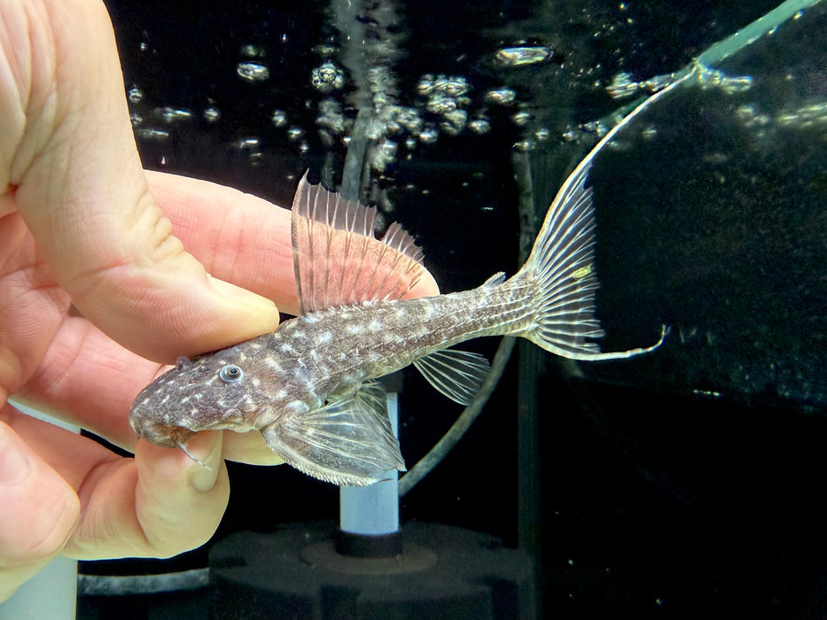 * Pleco *  Pseudacanthicus hystrix (L275 Tailstriped Cactus Pleco) 11cm #27505 (Actual piece)