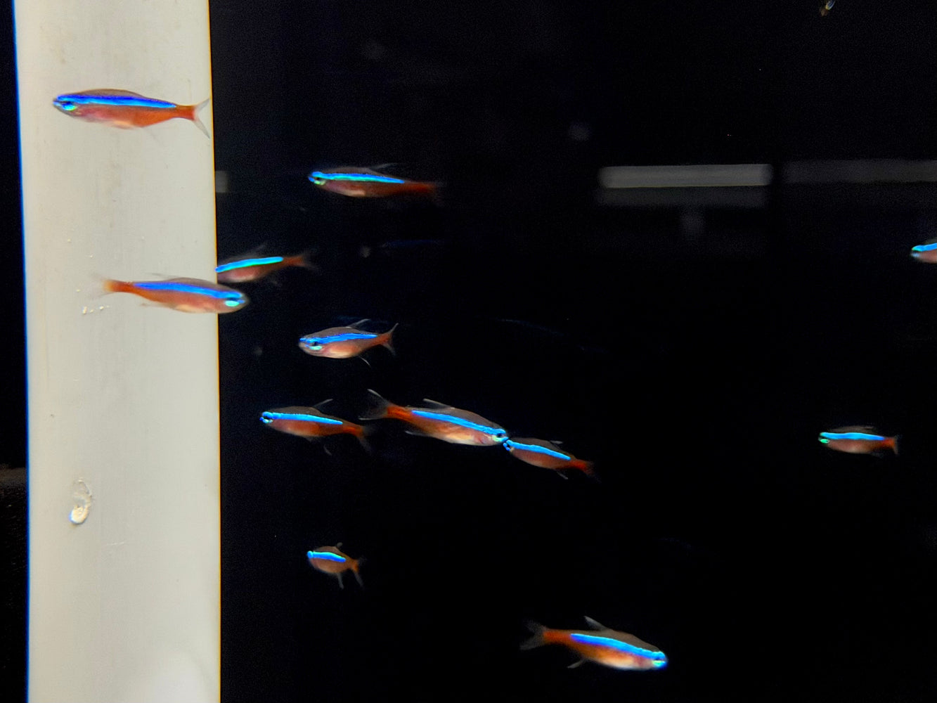 * Tetra  * Paracheirodon axelrodi WILD Columbia (Cardinal Tetra)