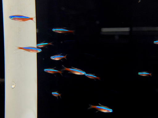 * Tetra  * Paracheirodon axelrodi WILD Columbia (Cardinal Tetra)