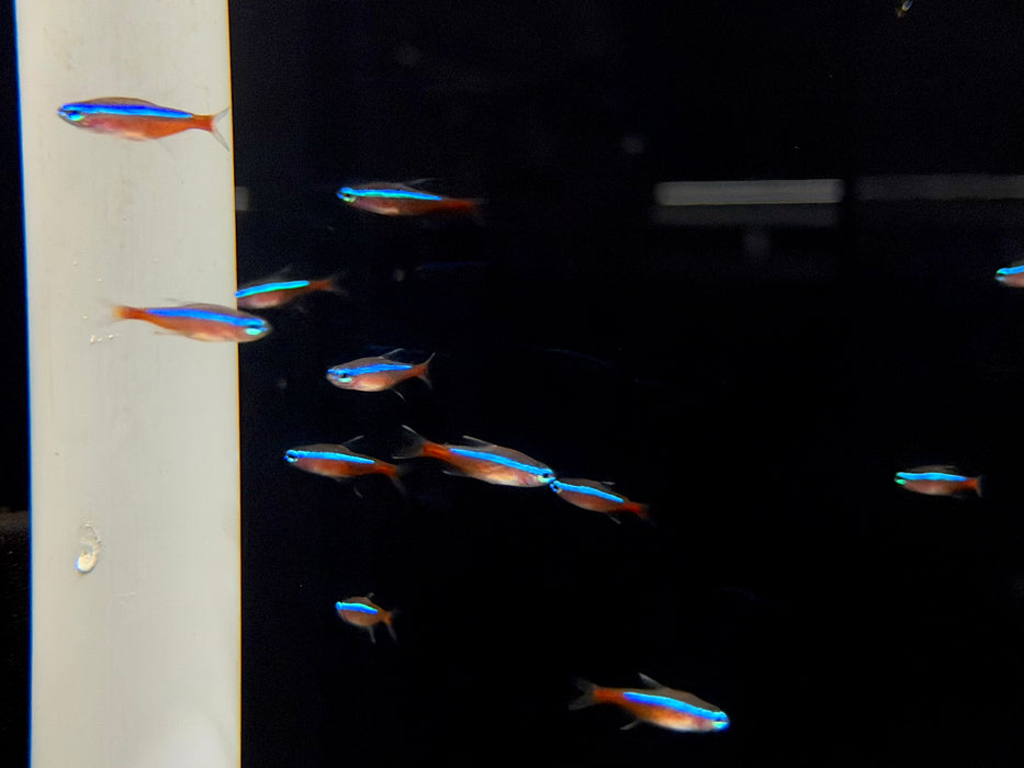 * Tetra  * Paracheirodon axelrodi WILD Columbia (Cardinal Tetra)