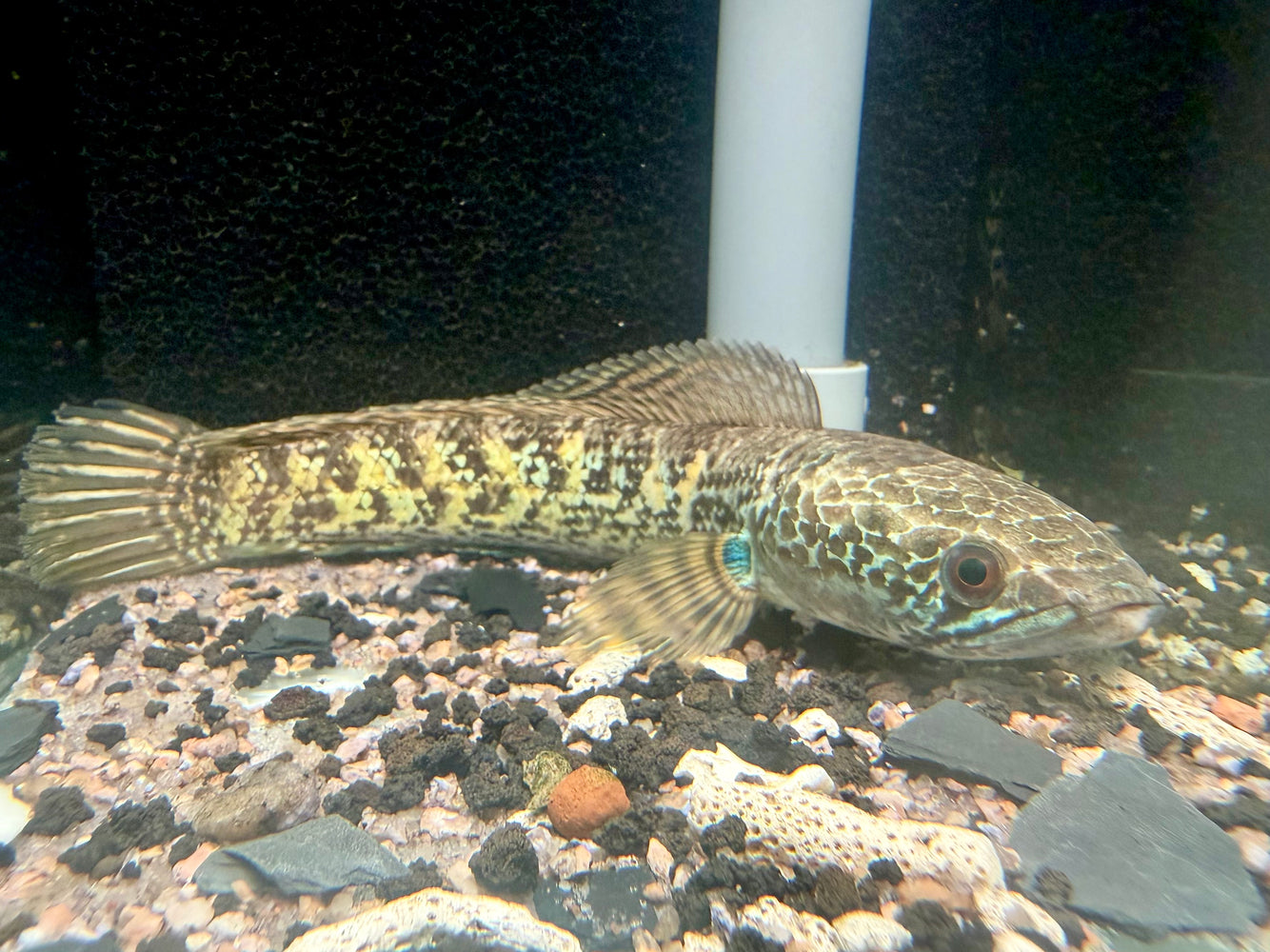 * Channa * Channa Aurantimaculata (Cobra Channa) 15-19cm