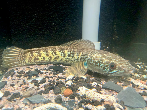 * Channa * Channa Aurantimaculata (Cobra Channa) 15-19cm
