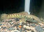 * Channa * Channa Aurantimaculata (Cobra Channa) 15-19cm