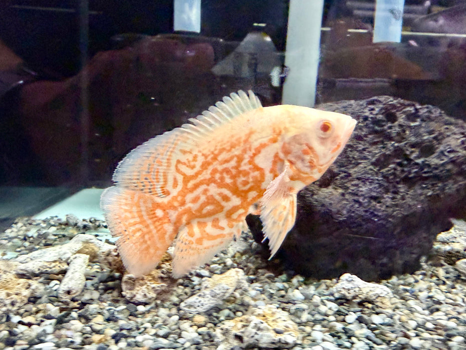 * Cichlids * Astronotus Ocellatus ALBINO (Albino Oscar) 9-11cm