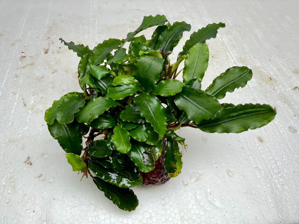 Plants * Bucep Sp. Wavy Green on rock #BWG — jzxonline