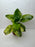 * Plants * Anubias Sp. Pinto on rock #APTR