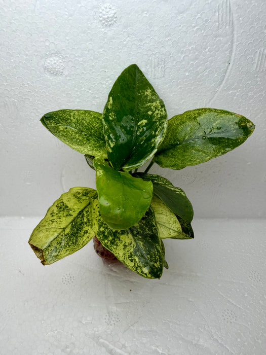 * Plants * Anubias Sp. Pinto on rock #APTR