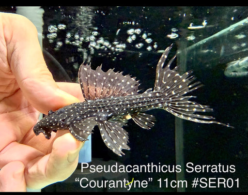 * Pleco * Pseudacanthicus Serratus “Courantyne” 11cm #SER01 (Actual Piece)