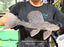 * Pleco *  Hypostomus Commersoni 37cm #HYCOM01 (Actual piece)