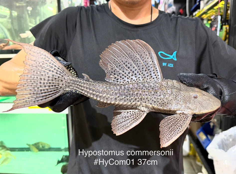 * Pleco *  Hypostomus Commersoni 37cm #HYCOM01 (Actual piece)