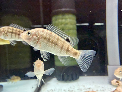 * Cichlids *  Danakilia sp. Shukoray 4-6cm