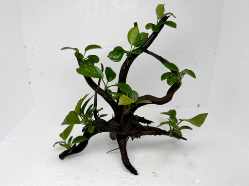 * Plants* Anubias Nana Bonsai #128