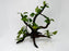 * Plants* Anubias Nana Bonsai #128