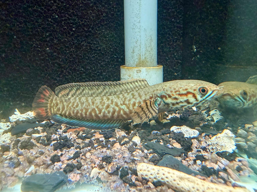 * Channa * Channa Bleheri (Rainbow Snakehead)