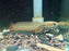 * Channa * Channa Bleheri (Rainbow Snakehead)