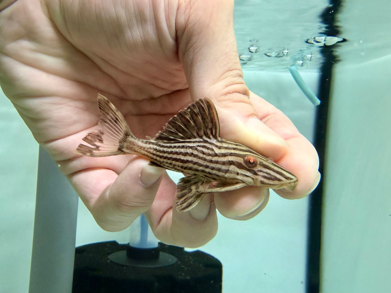 * Pleco *  L27b Xingu 6-8cm