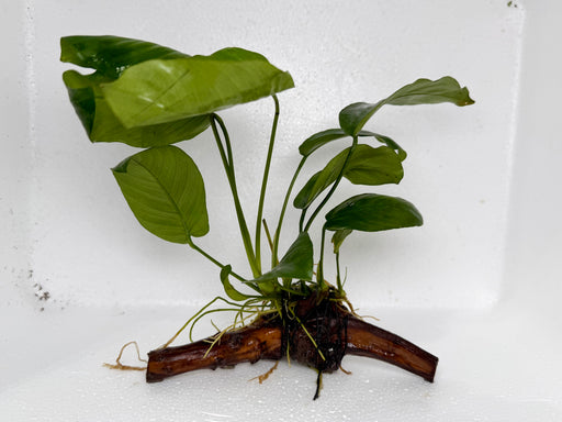 * Plants * Anubias Nana on Spiderwood #162