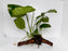 * Plants * Anubias Nana on Spiderwood #162