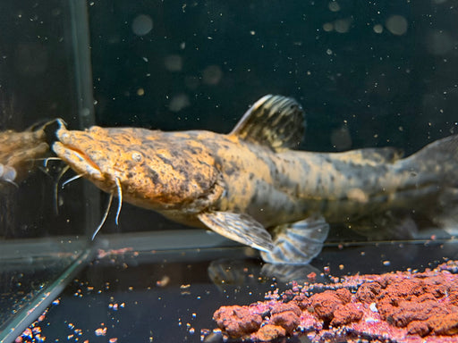 * Catfish *  Lophiosilurus Fowleri (Atas Jelly Catfish)