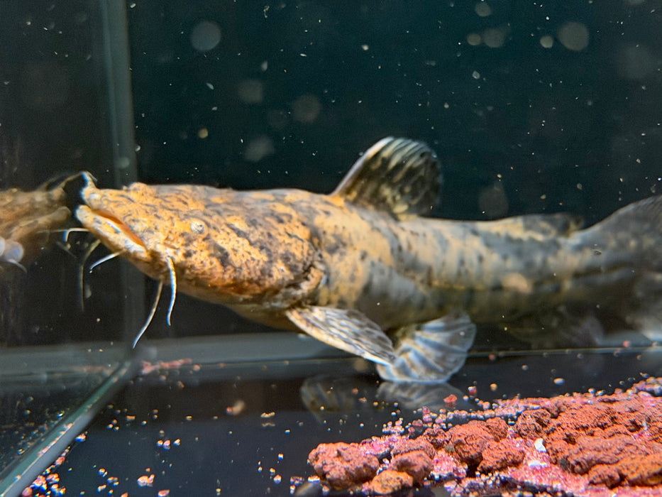 * Catfish *  Lophiosilurus Fowleri (Atas Jelly Catfish)