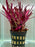 * Plants * Hemigraphis Repanda (Dragon’s Tongue) #HRDT