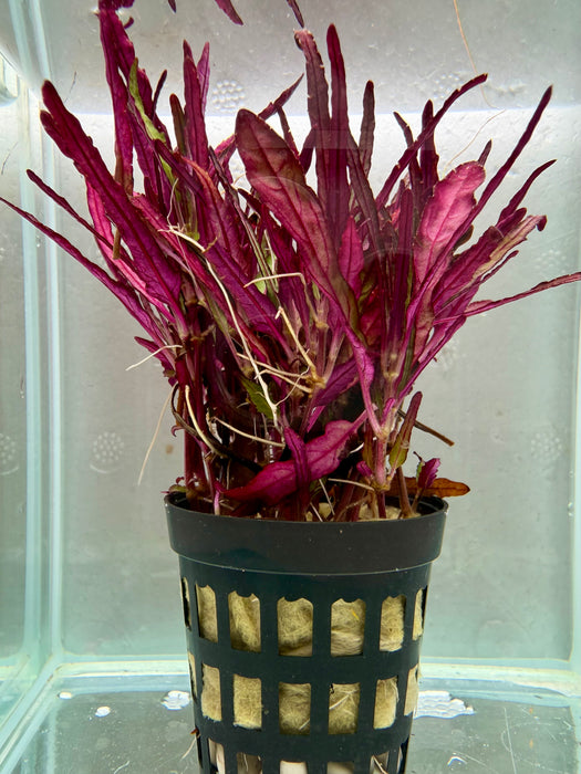 * Plants * Hemigraphis Repanda (Dragon’s Tongue) #HRDT