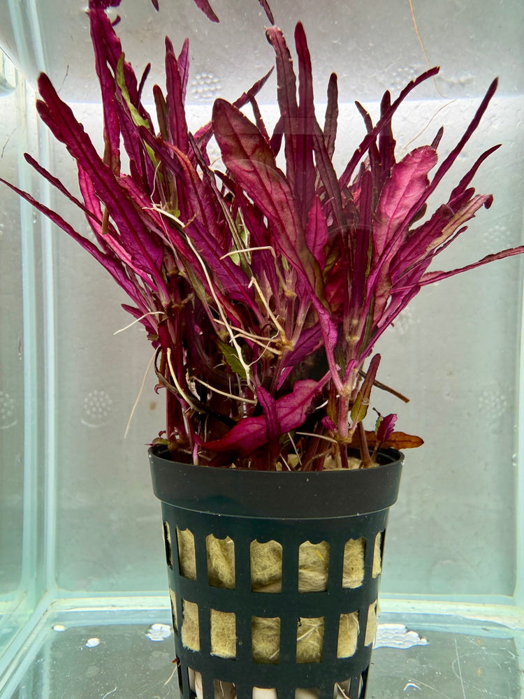 * Plants * Hemigraphis Repanda (Dragon’s Tongue) #HRDT