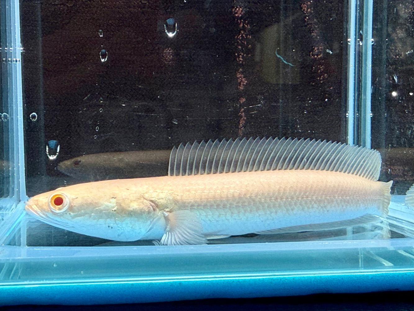 * Other Species * Channa Striata “Albino”
