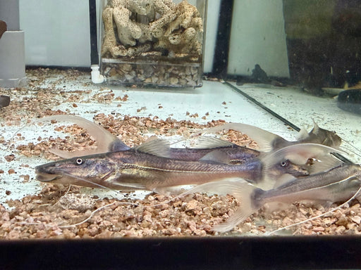 * Catfish *  Brachyplatystoma Rousseauxii (Flavican Catfish) 10-12cm