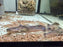 * Catfish *  Brachyplatystoma Rousseauxii (Flavican Catfish) 10-12cm