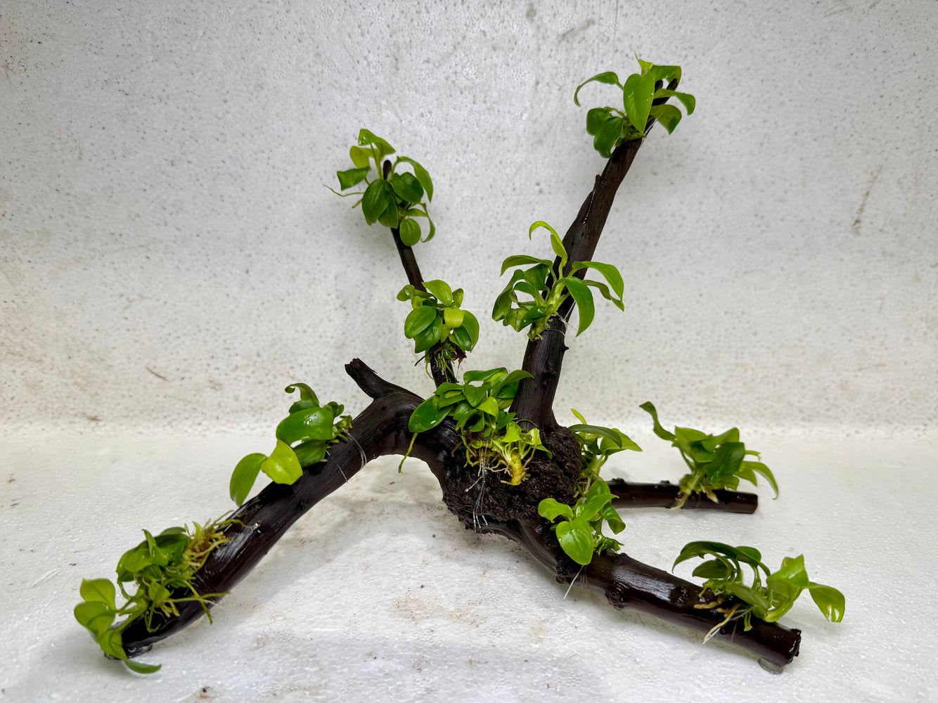 * Plants* Anubias Nana Bonsai #33