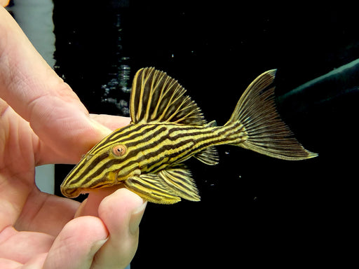 * Pleco * Panaque ambrusteri (L27c Goldline Araguaia) 8-11cm