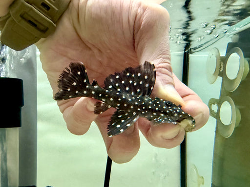 * Pleco *  Leporacanthicus cf. galaxias (L240) "Vampire Pleco" 8-10cm