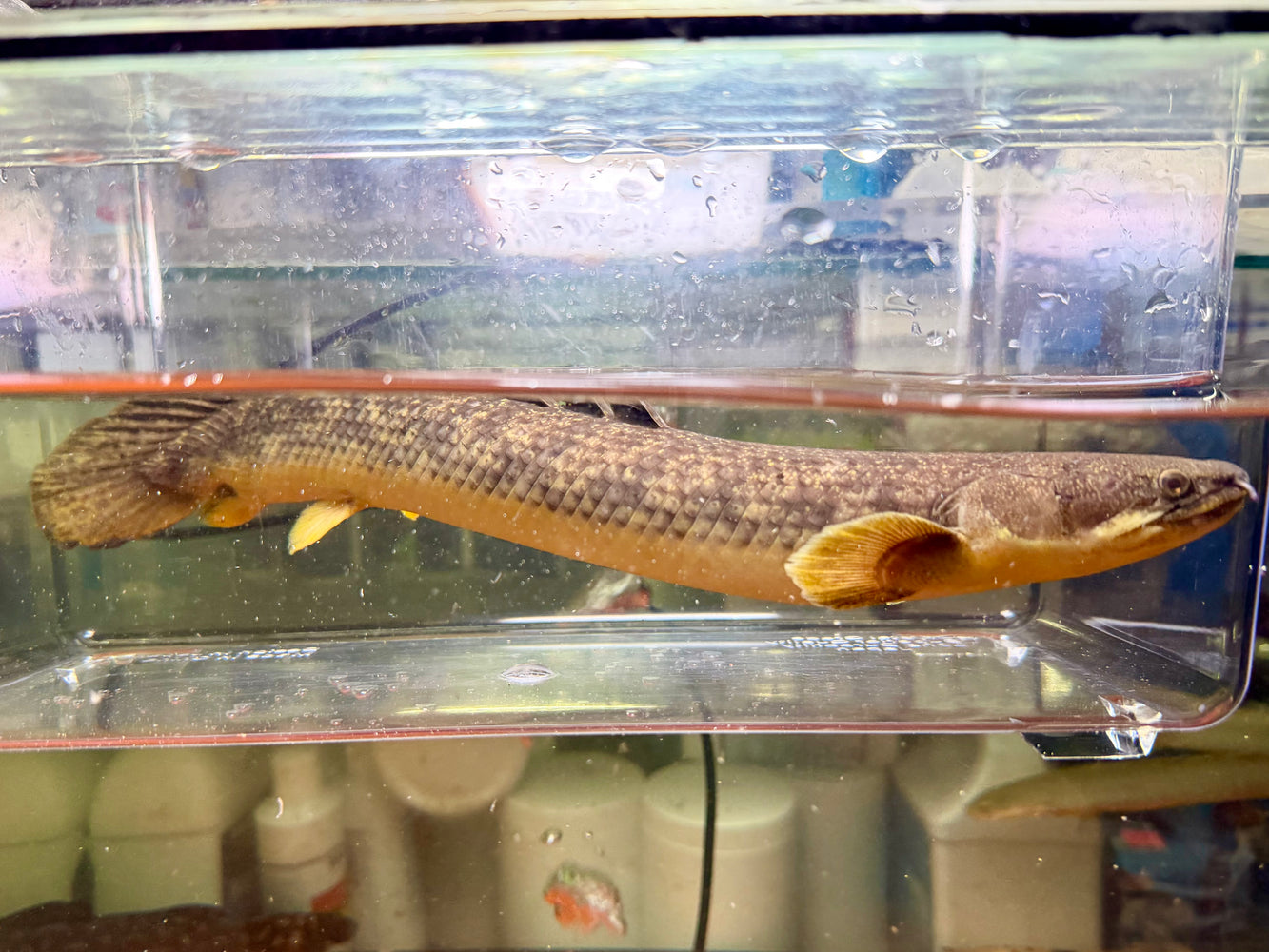 * Polypterus * Polypterus Palmas Palmas 32-38cm