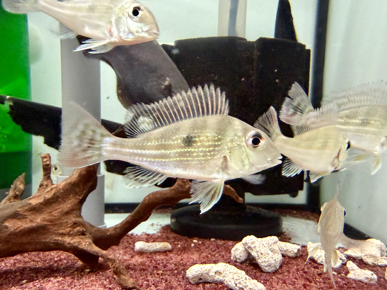 * Cichlids * Geophagus Winemilleri 6-8cm