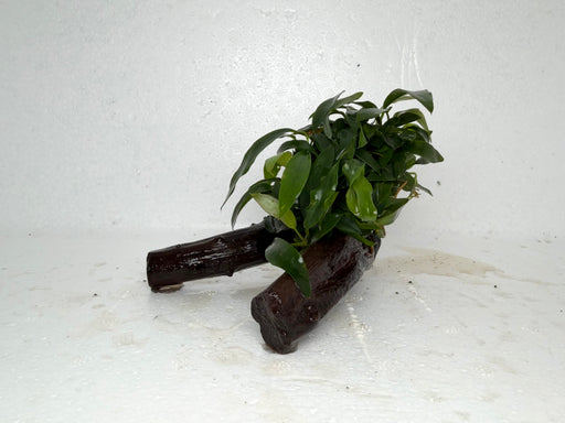 * Plants* Anubias Glabra on Spiderwood #95