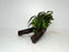 * Plants* Anubias Glabra on Spiderwood #95