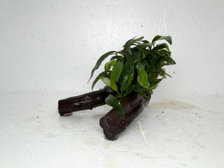 * Plants* Anubias Glabra on Spiderwood #95