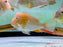 * Cichlids * Acarichthys Heckelii Albino (Albino Heckelii eartheater) 15-20cm