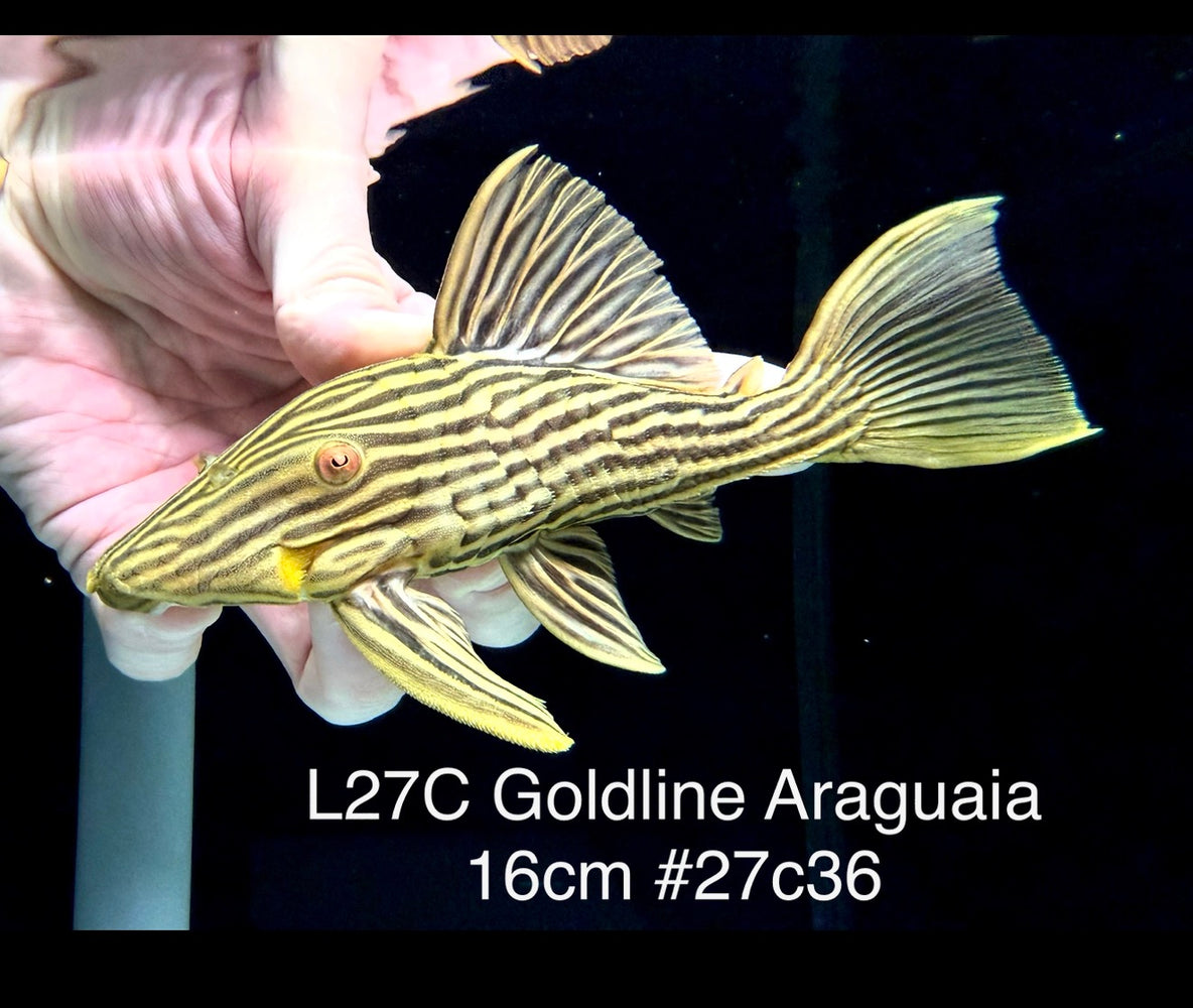 * Pleco *  Panaque armbrusteri (L27C Araguaia GOLDLINE) 16cm #27c36 (Actual piece)