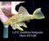 * Pleco *  Panaque armbrusteri (L27C Araguaia GOLDLINE) 16cm #27c36 (Actual piece)