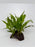 * Plants* Java Fern on Round coconut husk (cave) #JFRC5