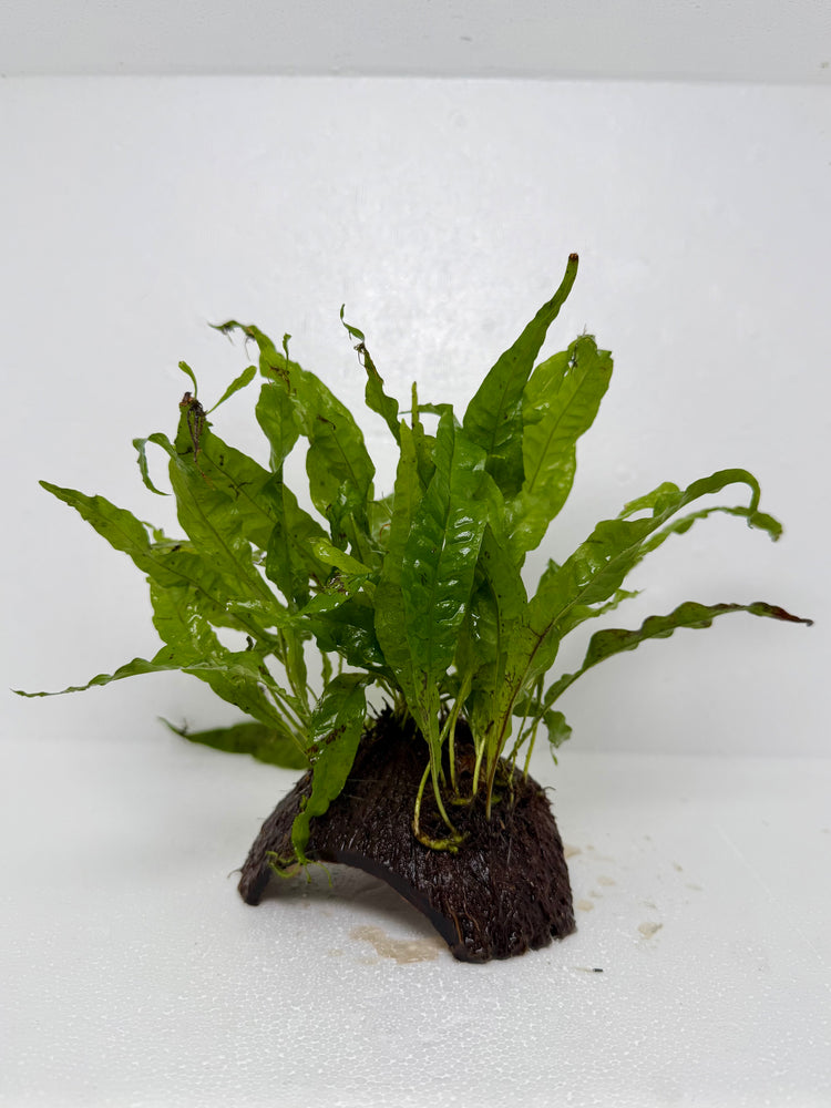 * Plants* Java Fern on Round coconut husk (cave) #JFRC5
