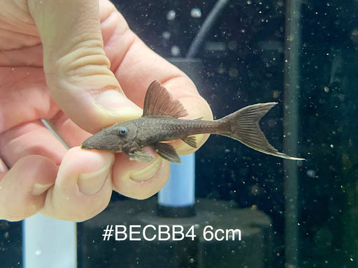* Pleco *  Blue Eye Cochlidon BABY (BEC) 6cm #BECBB04 (Actual piece)