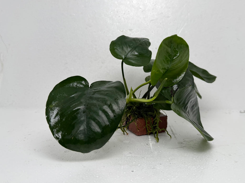 * Plants* Anubias Nana on Rock #16