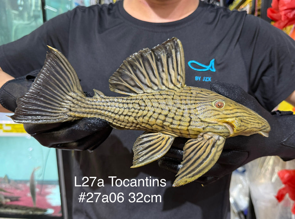 * Pleco *  Panaque armbrusteri (L27A Tocantins) 32cm #27a06 (Actual piece)